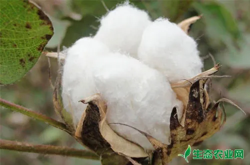棉花怎么管理可以提高产量？