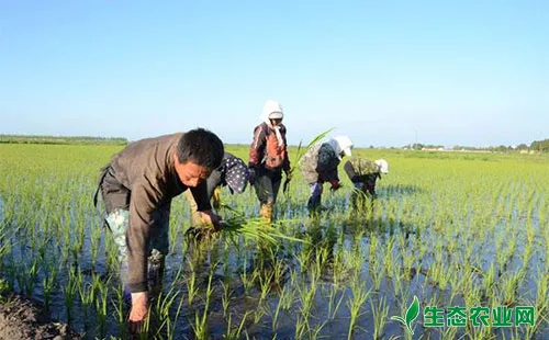 水稻烂秧病有哪些症状表现？农户们该怎么防治？