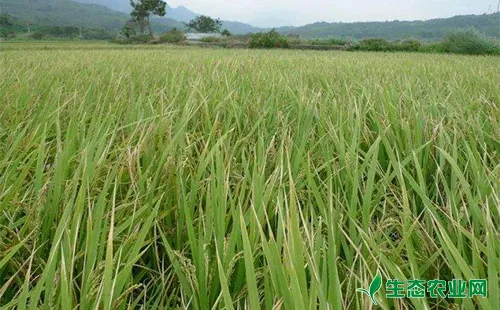 水稻穗枯死的主要原因及其预防措施