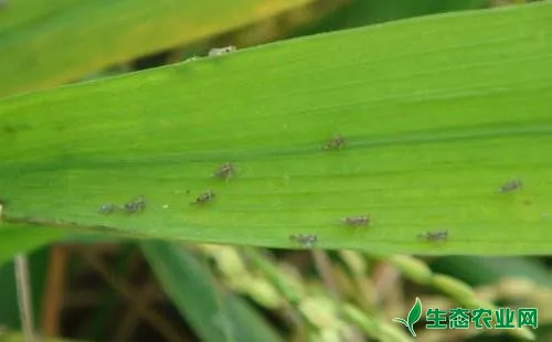 水稻稻飞虱的发生特点、原因及防治措施