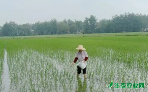 水稻施肥时间，水稻施肥技术