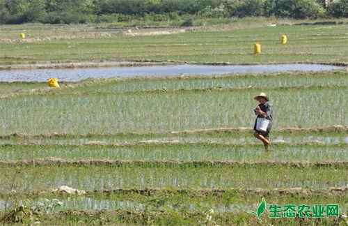 水稻施肥的特点及措施