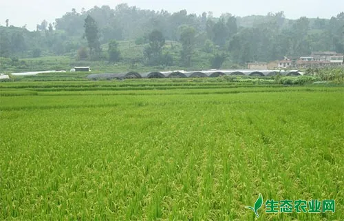 水稻高产，你真的施对了肥料吗？