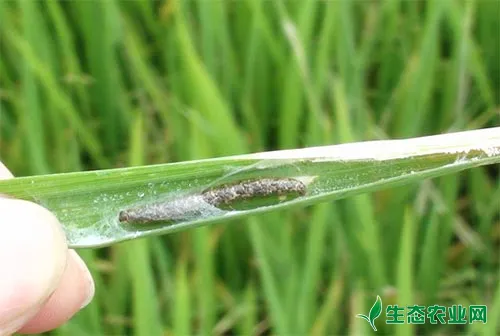 水稻病虫害综合防治方针