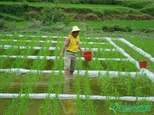 水稻常规施肥技术知识大普及