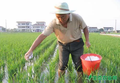 水稻常规施肥技术知识大普及