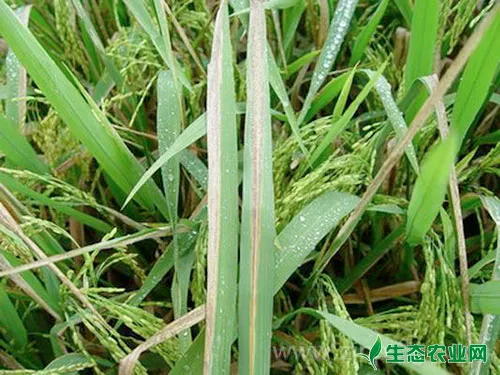 如何防治水稻白叶枯病更有效？
