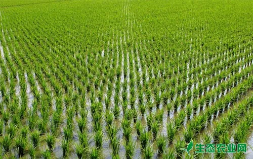 水稻用什么除草剂，水稻田除草剂使用方法