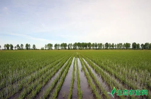 水稻用什么除草剂，水稻田除草剂使用方法