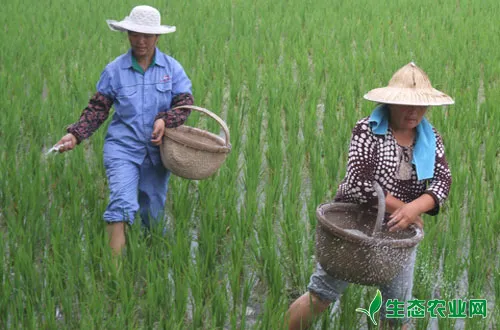 水稻科学施“三肥”丰收有道