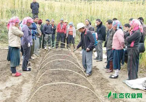 水稻旱育秧高产栽培技术