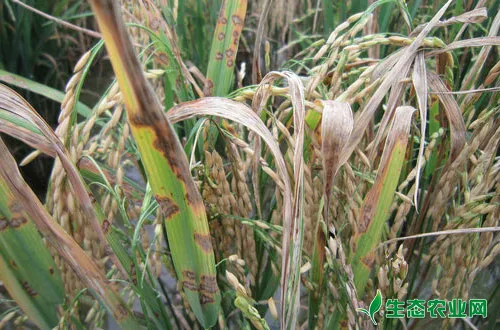 水稻主要的病虫害有哪些?怎么防治？