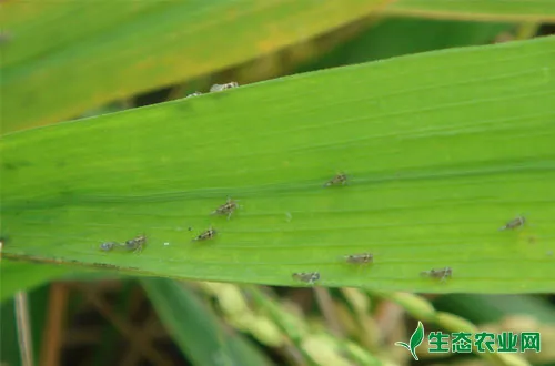 水稻主要的病虫害有哪些?怎么防治？