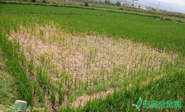水稻除草剂药害发生原因、诊断及补救措施