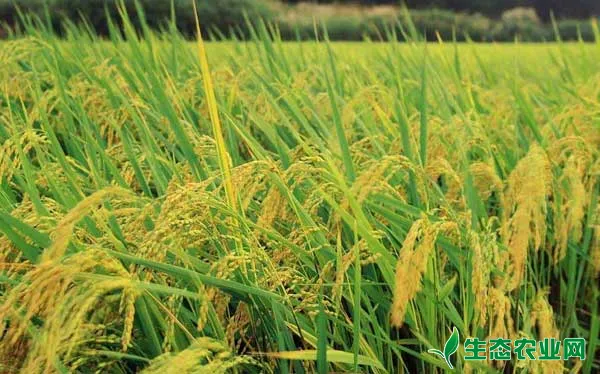 水稻抽穗前后慎用农药产品有哪些