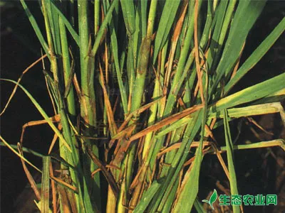 怎么防治水稻烂秧病