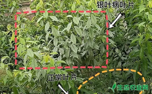 李子树银叶病该如何应对？用什么药合适？