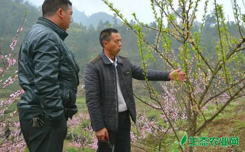 李子树怎么剪枝，李树修剪方法