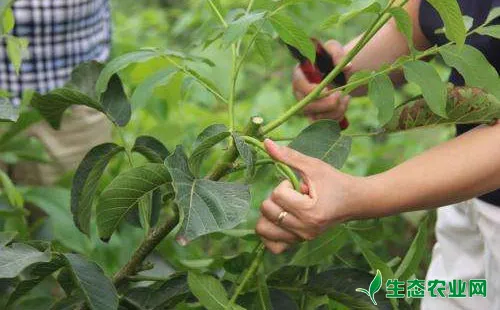 核桃树什么季节修剪，怎么修剪