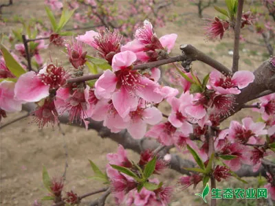 桃树萌芽期施肥技术要点
