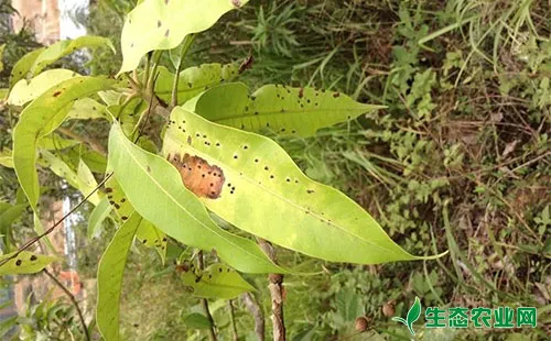 芒果炭疽病的受害症状、传播途径及防治方法