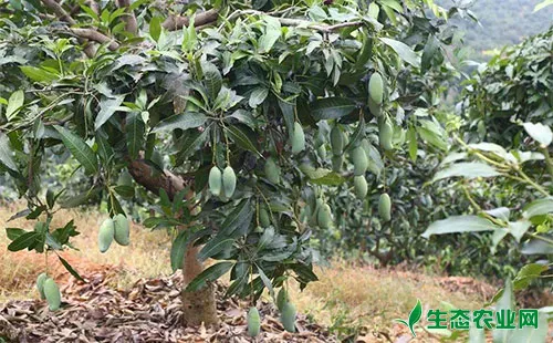芒果裂果是什么原因，农户们该如何防止？