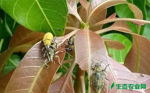 芒果象甲病常见3种害虫、为害症状及其防治方法