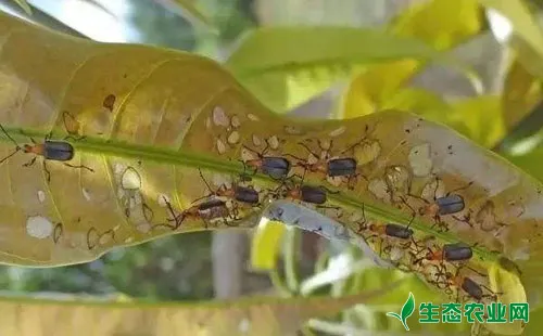 芒果象甲病常见3种害虫、为害症状及其防治方法