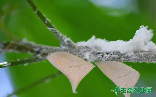 芒果白蛾蜡蝉的为害特点、形态特征、发病规律及防治方法
