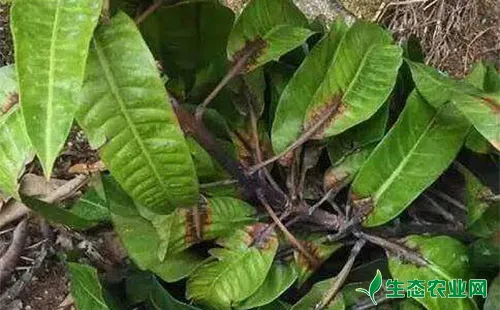 芒果春季病害的发病特征、发病原因及防治技术