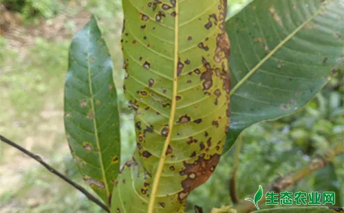 芒果主要病虫害介绍及其预防措施