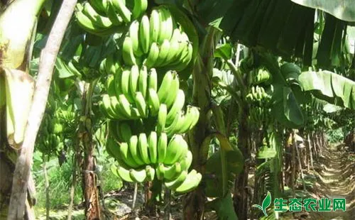 香蕉象鼻虫的为害症状、发生规律及防治方法
