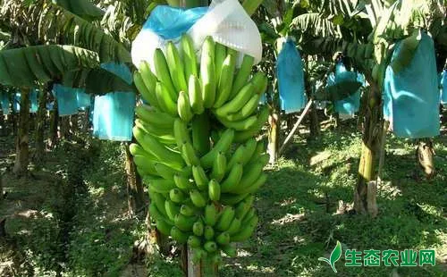 香蕉小蓑蛾为害特点有哪些？农户们该怎么防治？