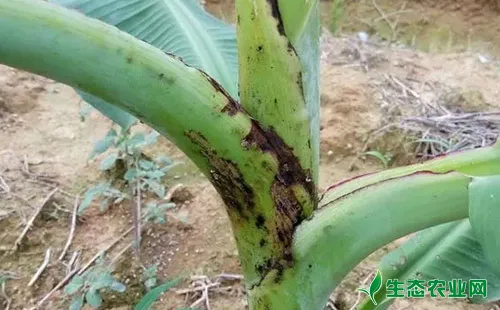 香蕉跳甲有哪些危害症状？农户们该如何应对？