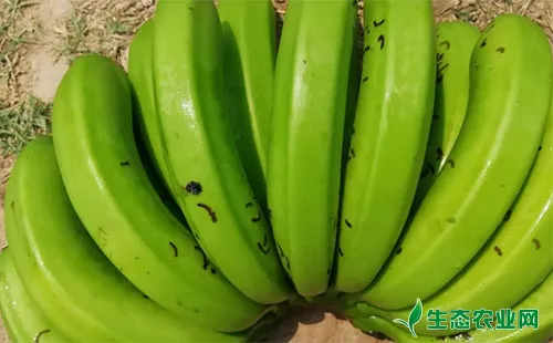 香蕉跳甲有哪些危害症状？农户们该如何应对？