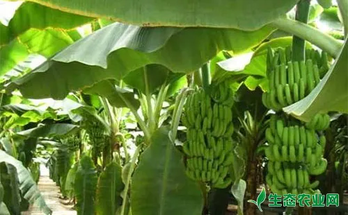 香蕉黑带象甲的为害症状、发生规律、生活习性及防治措施