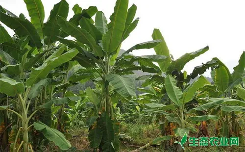 香蕉花蓟马的形态特征、为害特点、生活习性及防治措施