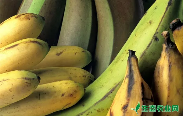 香蕉炭疽病防治方法有哪些