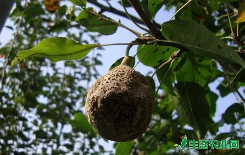 危害梨树枝干的常见病虫害及其防治方法