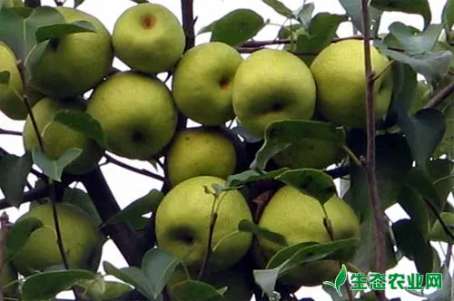 危害梨树枝干的常见病虫害及其防治方法