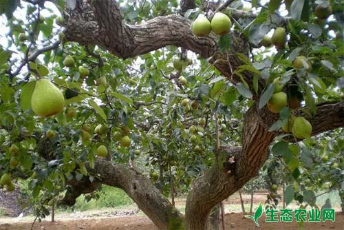 梨树干枯病症状、病因及防治方法