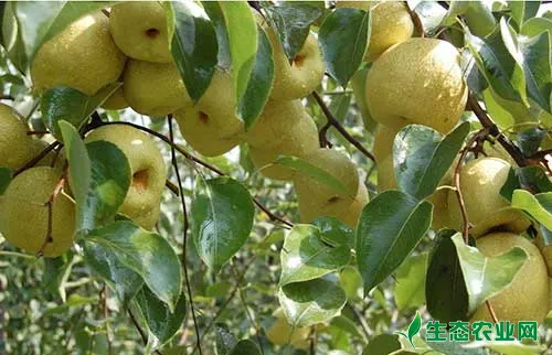 梨树的需肥特点及施肥方法