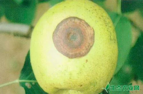 梨树主要的病害有哪些？该如何防治？