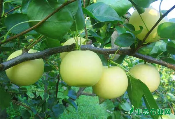 梨树常见病虫害有哪些，梨树病虫害防治