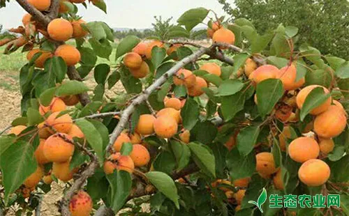 杏树桃斑蛾的为害症状、生活习性、发生规律及防治措施