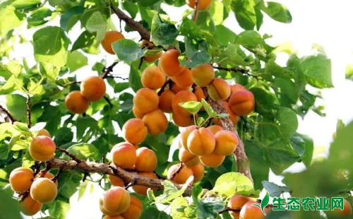杏树绿尾大蚕蛾为害特点有哪些？农户们该怎么防治？