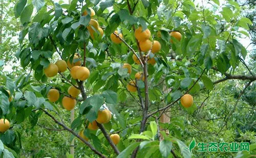 杏树早春防止冻害的方法措施有哪些？
