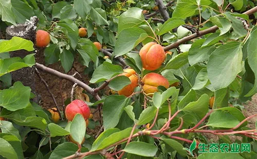 杏树早春防止冻害的方法措施有哪些？