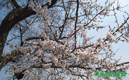 杏树花期冻害的预防和补救措施
