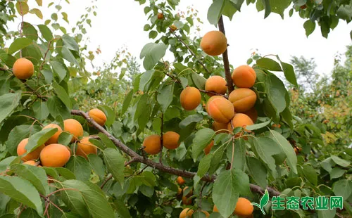 杏树落花落果是什么原因，怎么办？